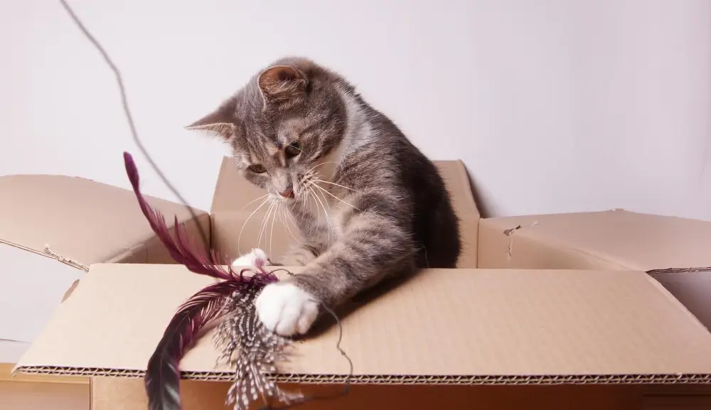Moving house with a cat